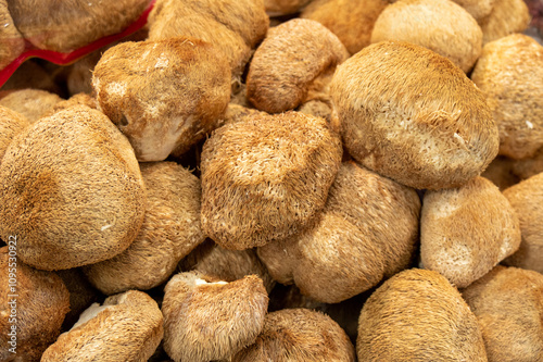 A bunch of Lion‘s Mane Mushroom-Hericium erinaceum photo