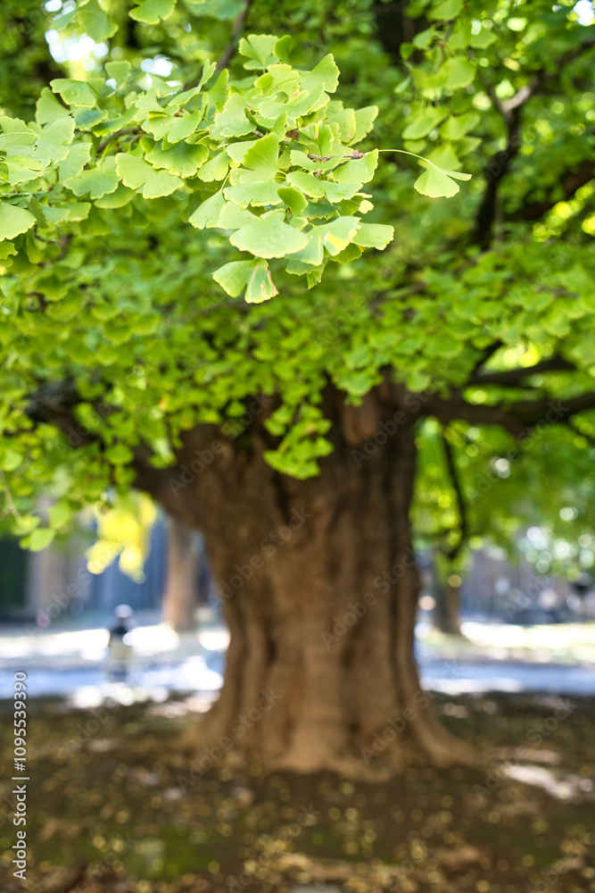 Tokyo,Japan - November 22, 2024: Gingko trees at Tokyo university in Tokyo, Japan