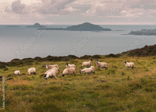 flock of sheep in the mountains over water