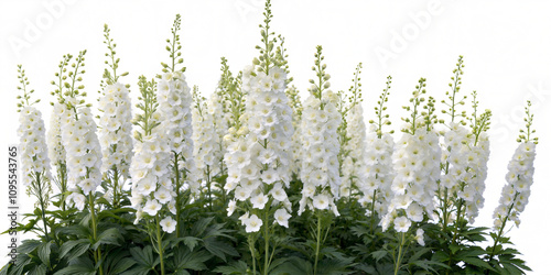 Flowers for landscaping, transparent background