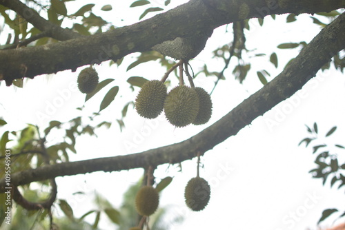 Durian fruit is still small on the tree