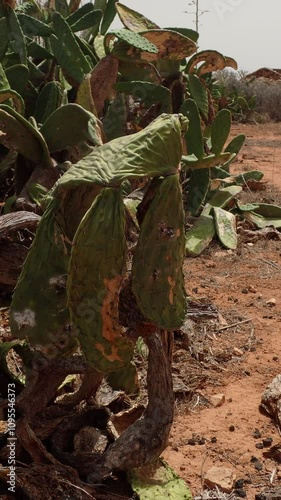 Prickly pear severely damaged by extreme heat. The roots of these plants prevent erosion and loss of fertile soil by torrential rains, their death increases desertification. Climate Change feedback. photo