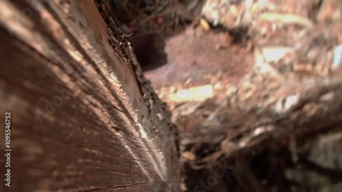 Trunk POV. Activist rolling a log clearing a strip of forest that has been logged to create a firebreak in an attempt to minimize the consequences of Global Warming that causing countless wildfires.