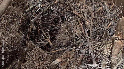 Tan-skinned activist crushes with a log a pile of broken tree branches ant plant remains laying on a biomass recycling container to reduce its volume and as a result the number of trips and fuel use.