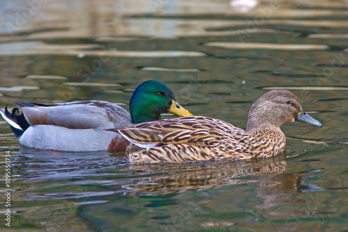 Pato-real com o nome cientifico de (Anas platyrhynchos). Dois patos, um casal a nadar em conjunto.