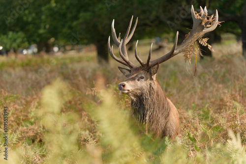 Majestic Red Deer in a Lush Park