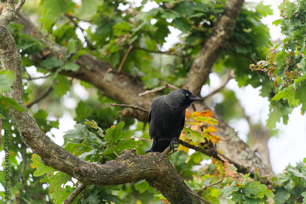 Fototapeta premium Jackdaw Perched on Oak Tree Branch