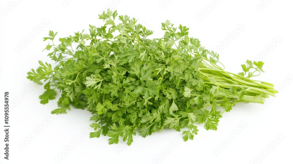 A fresh bunch of chervil with its delicate green leaves and mild anise flavor, Each leaf’s bright color and subtle imperfections captured with precision A fresh bunch of chervil with its delicate green leaves and mild anise flavor, Each leaf’s bright color and subtle imperfections captured with precision