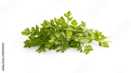 A fresh bunch of chervil with its delicate green leaves and mild anise flavor, Each leaf’s bright color and subtle imperfections captured with precision