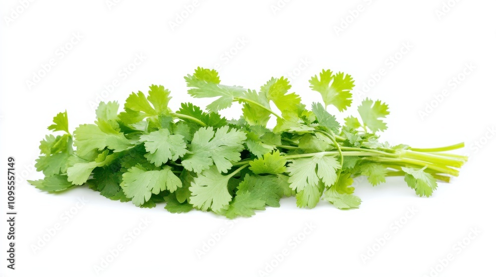 Obraz premium A fresh bunch of cilantro with its vibrant green leaves and delicate stems, Each leaf’s bright green color and subtle imperfections captured with precision