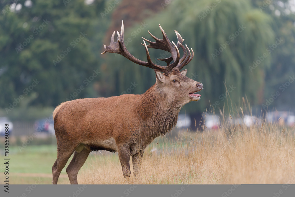 Majestic Red Deer in Autumnal Park Majestic Red Deer in Autumnal Park