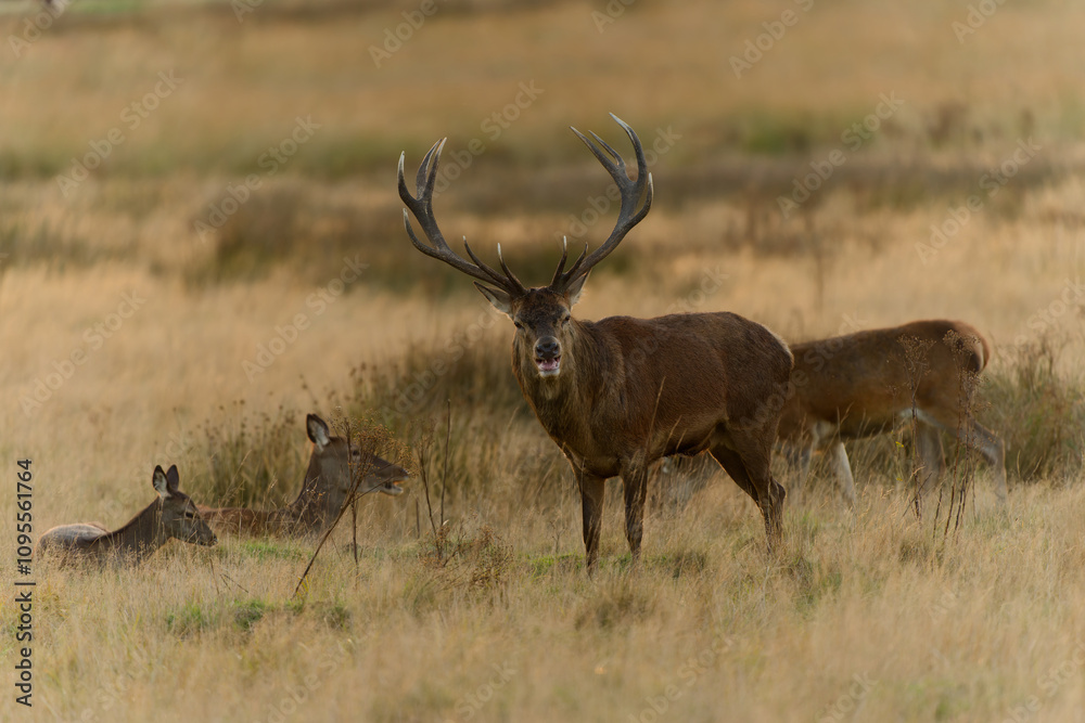 Fototapeta premium Majestic Red Stag in Golden Meadow