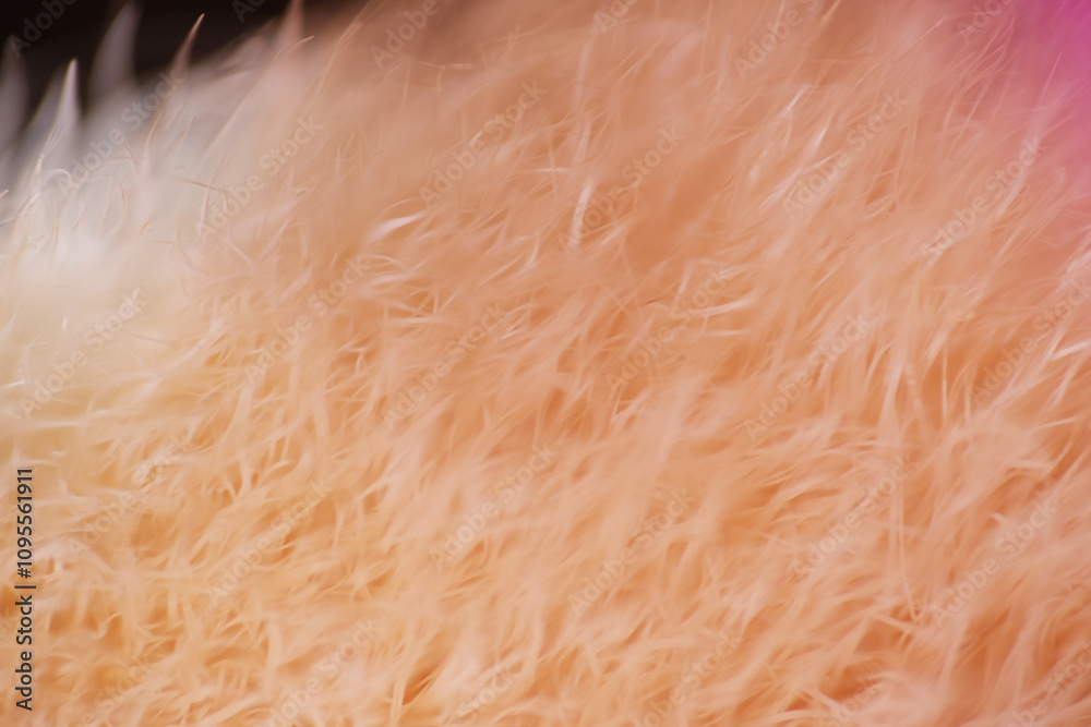 Fototapeta premium Macro texture of used brush blusher