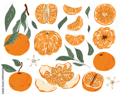 Set of hand drawn mandarins fruits with leaves, branches and flowers. modern botanical illustration. Set of tangerine fruits. Summer design for pattern, poster, card, fabric, banner, cover.