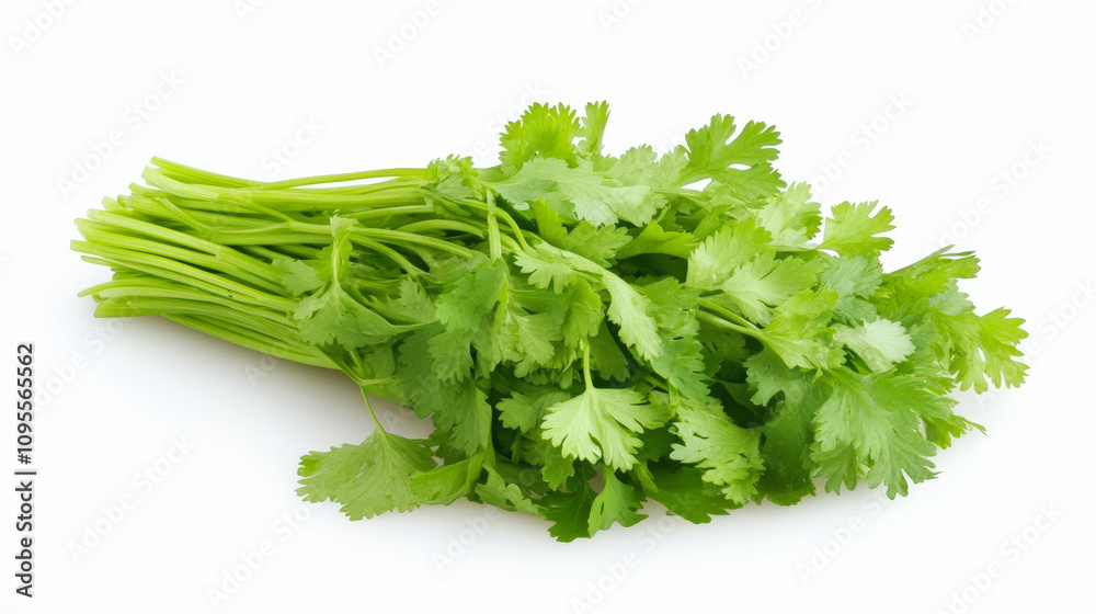 A fresh bunch of vibrant green cilantro with delicate leaves, perfect for adding a burst of flavor and aroma to culinary dishes.
