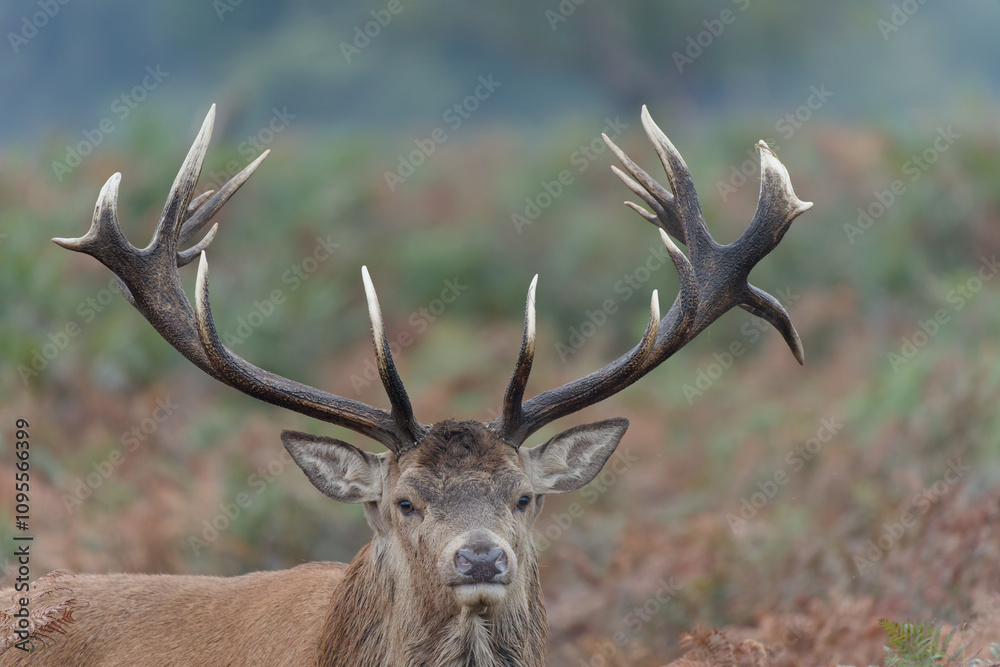 Majestic Red Deer in Autumn Forest