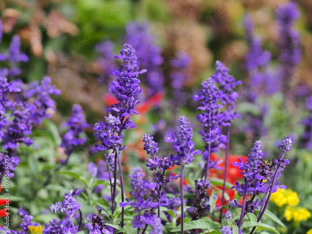 Obraz premium アジュガの花の生態写真