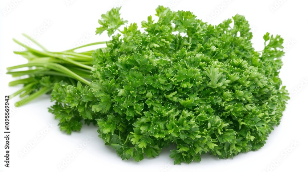 A fresh bunch of parsley with its curly green leaves and mild flavor, Each leaf’s intricate curls and vibrant color captured with precision A fresh bunch of parsley with its curly green leaves and mild flavor, Each leaf’s intricate curls and vibrant color captured with precision