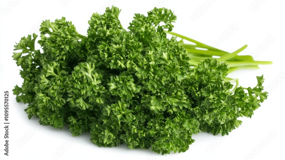 A fresh bunch of parsley with its curly green leaves and mild flavor, Each leaf’s intricate curls and vibrant color captured with precision A fresh bunch of parsley with its curly green leaves and mild flavor, Each leaf’s intricate curls and vibrant color captured with precision
