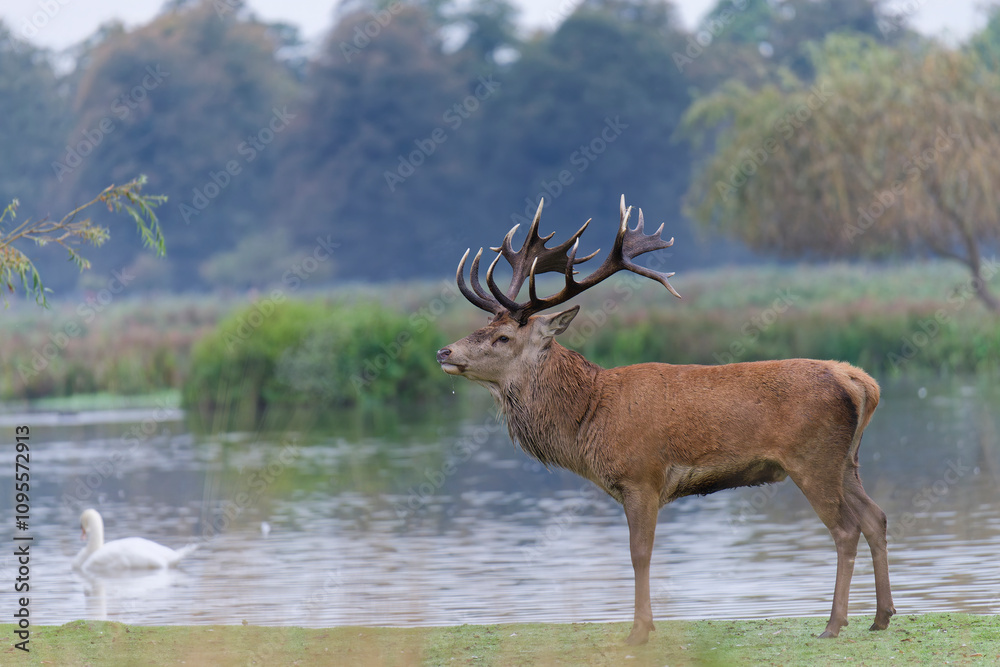 Majestic Red Deer by the Water Majestic Red Deer by the Water