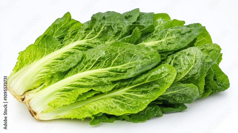 A fresh bunch of romaine lettuce with its vibrant green leaves and crisp texture, Each leaf’s bright green color and subtle imperfections captured with precision A fresh bunch of romaine lettuce with its vibrant green leaves and crisp texture, Each leaf’s bright green color and subtle imperfections captured with precision
