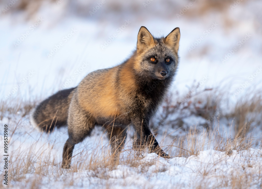 Fototapeta premium The cross fox is a partially melanistic colour variant of the red fox (Vulpes vulpes) which has a long dark stripe running down its back