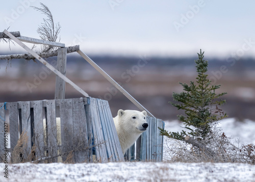 The polar bear (Ursus maritimus) is a large bear native to the Arctic and nearby areas. It is closely related to the brown bear, and the two species can interbreed, Churchill, Manitoba, Canada,  photo