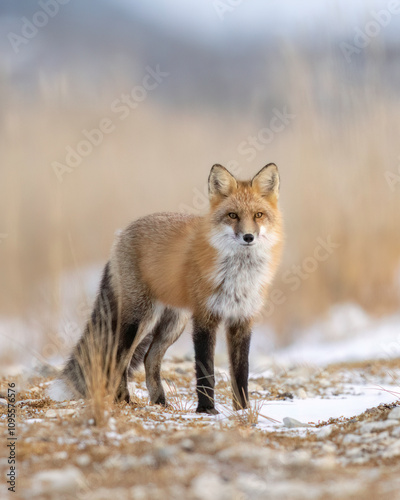 Red Fox (Vulpes vulpes), largest of the true foxes and one of the most widely distributed members of the order Carnivora, being present across the entire Northern Hemisphere 