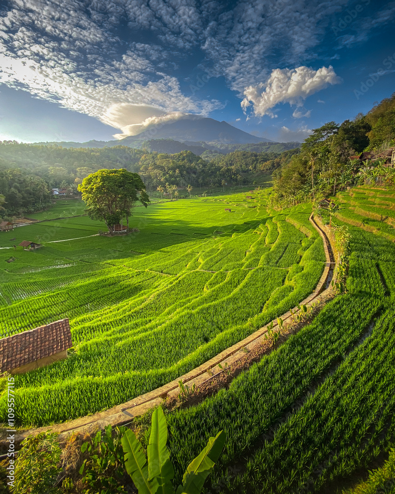 Obraz premium the natural beauty of rice terraces