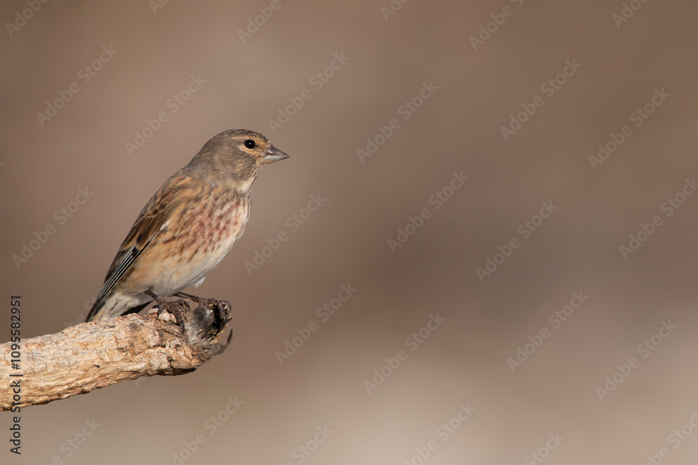 Male linnet perched on dry branch of tree. Beautiful songbirds. Bird with brown, black, white and red colours. Birds in natural environment. Linnet with curious look. Linaria cannabina. Male linnet perched on dry branch of tree. Beautiful songbirds. Bird with brown, black, white and red colours. Birds in natural environment. Linnet with curious look. Linaria cannabina.