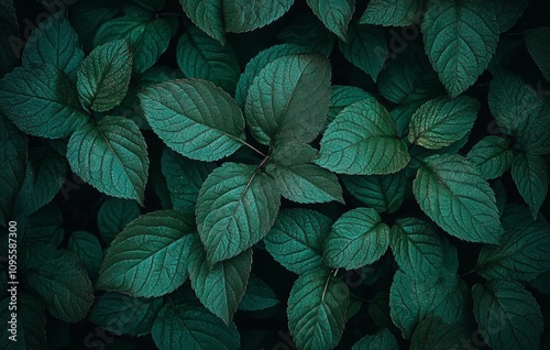 Dark Green Tropical Leaf Textures and Patterns in Lush Foliage Natural Background