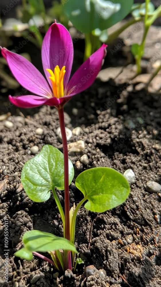 Pink wildflower blooms in garden soil, showcasing vibrant petals and healthy green leaves Pink wildflower blooms in garden soil, showcasing vibrant petals and healthy green leaves