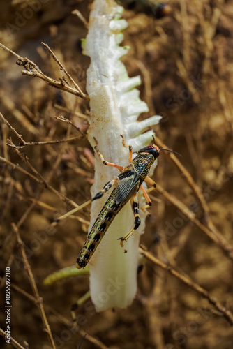 Omnivorous locust in detail in a terrarium.
 photo