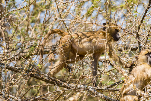 タンザニアのタランギレ国立公園のベルベットモンキー