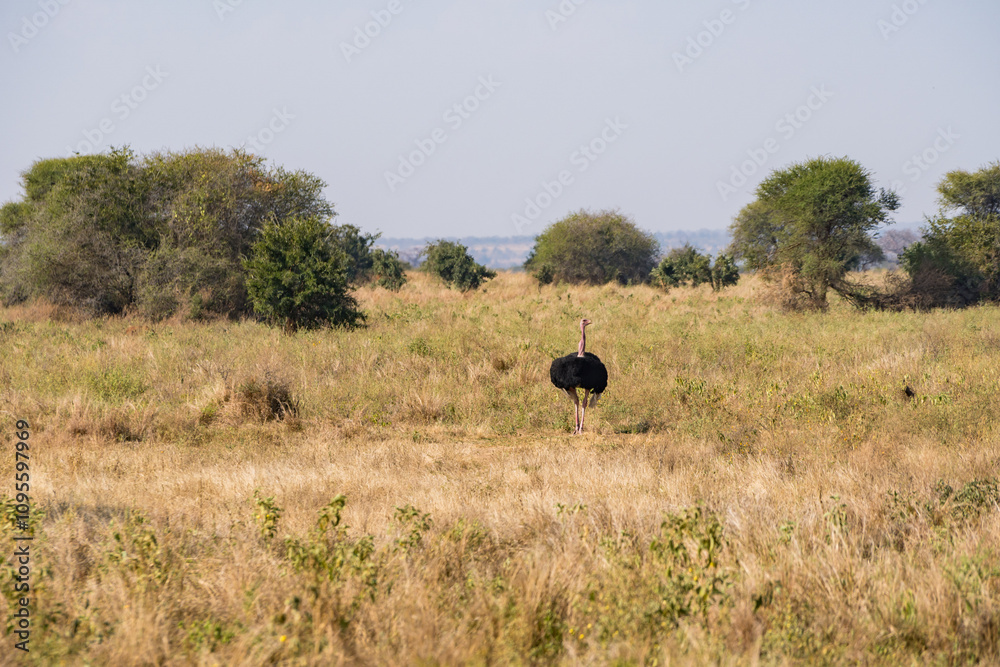 タンザニアのタランギレ国立公園のダチョウ タンザニアのタランギレ国立公園のダチョウ