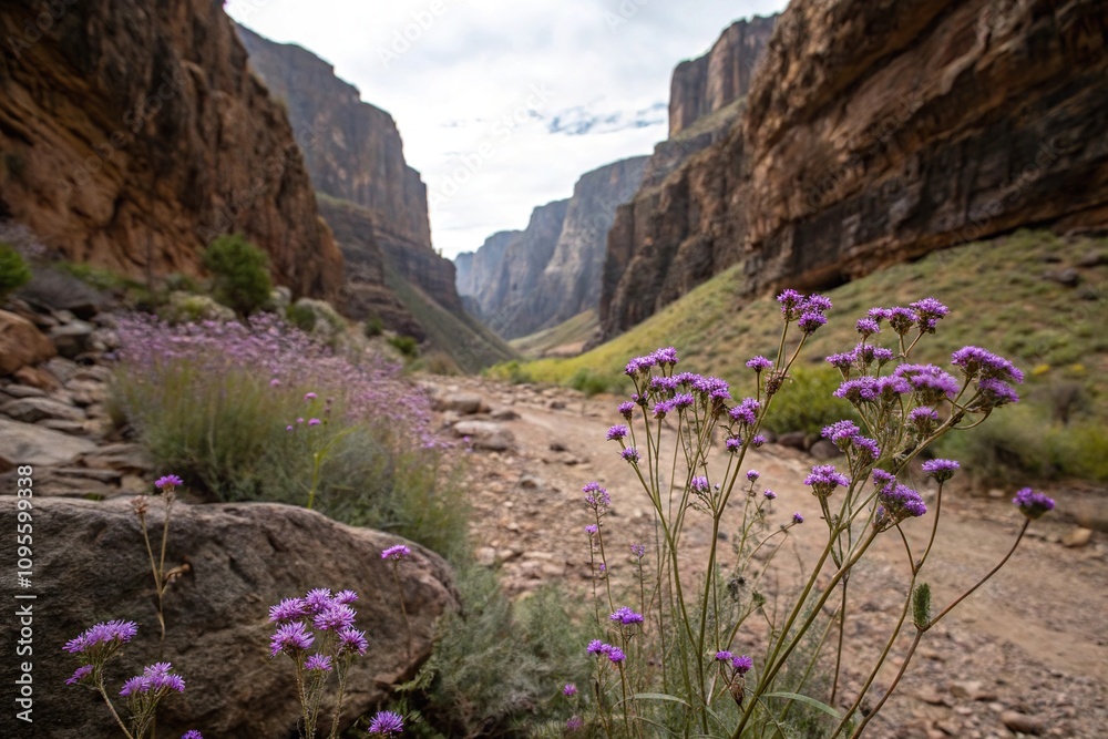 Tiny clusters of purple wildflowers bloom in the dry darkness of a canyon, landscape, Tiny clusters of purple wildflowers bloom in the dry darkness of a canyon, landscape,