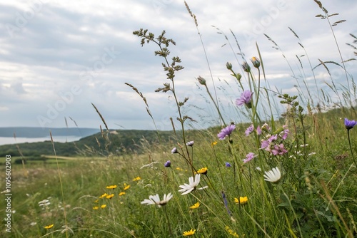 Wildflowers swaying gently in the breeze, wildflowers blowing in the wind, countryside views, outdoor scenery, gentle movement photo