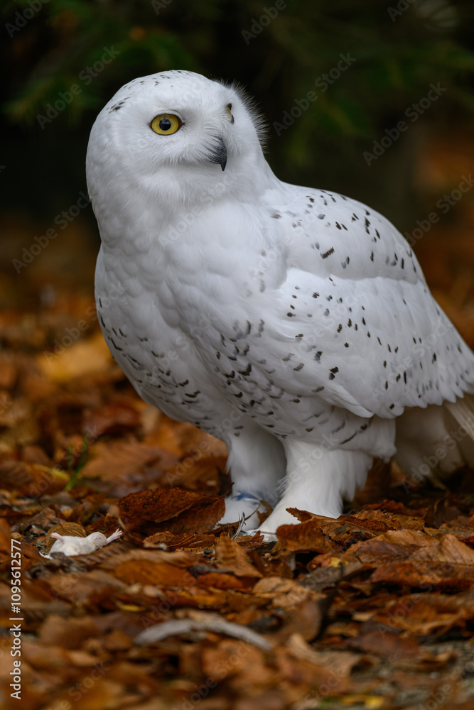 Snowy owl on the ground in autumn leaves.
Snowy owl on the ground in autumn leaves.