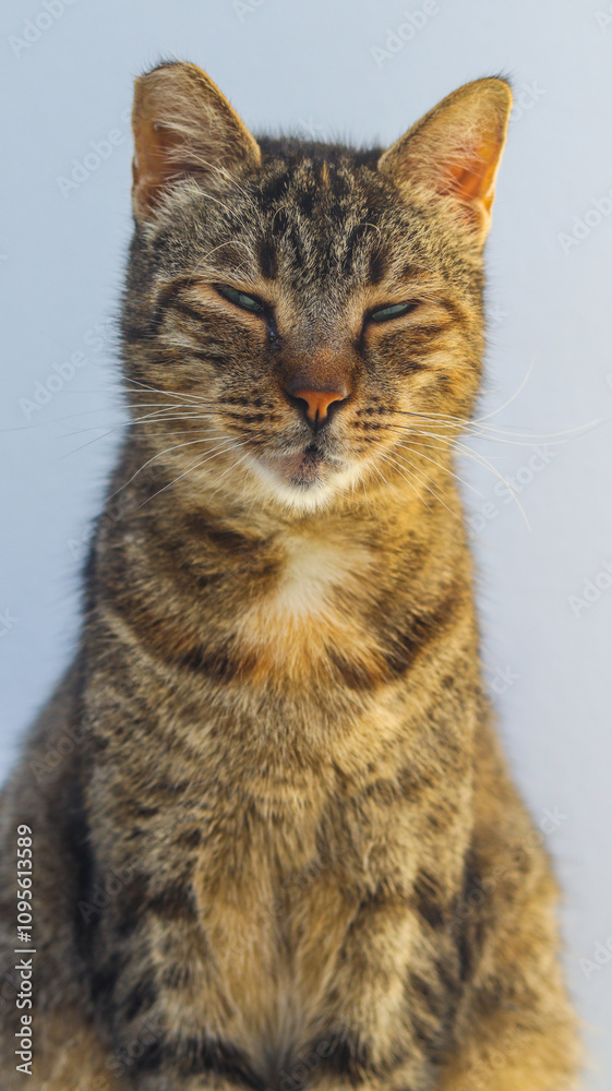 Obraz premium Closeup de um lindo gato grego com pelo colorido, capturado em detalhes que realçam sua beleza, olhar cativante e charme característico da Grécia