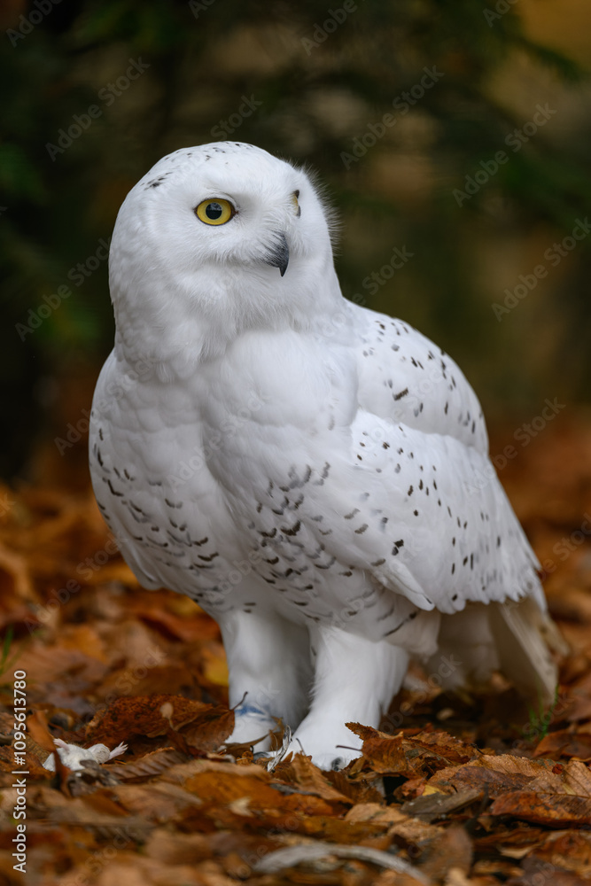 Fototapeta premium Snowy owl on the ground in autumn leaves. 