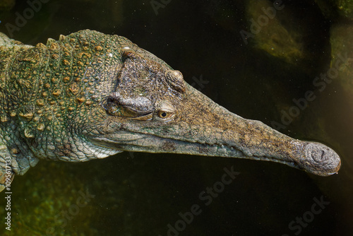 Detail of crocodile head in water.
