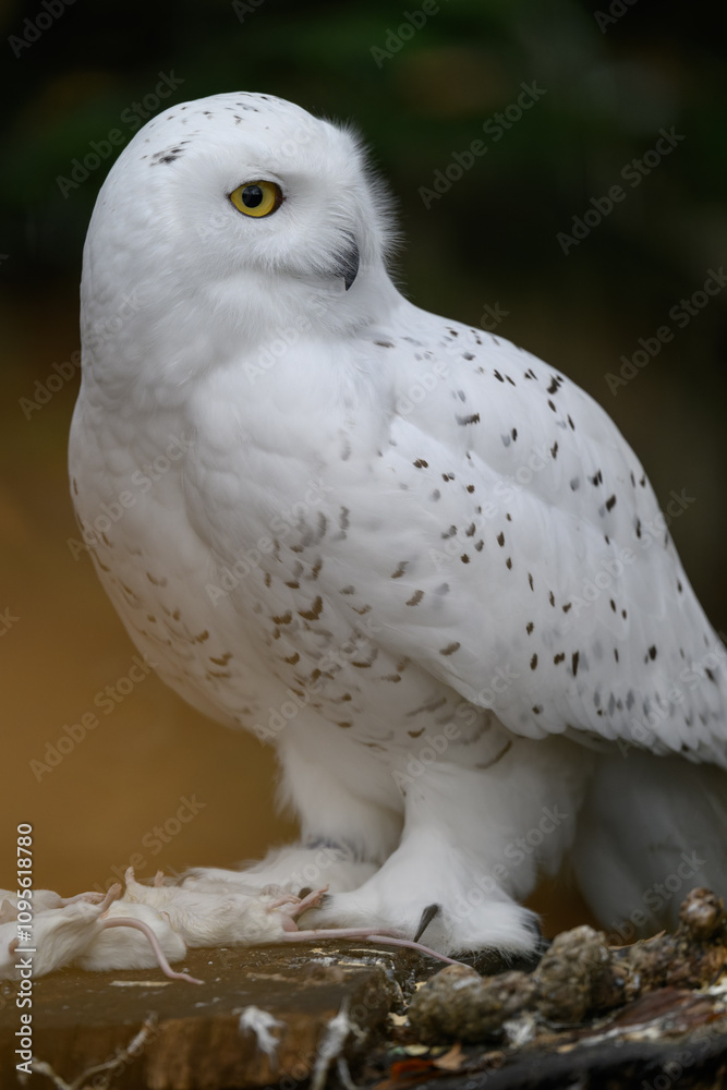 Obraz premium Snowy owl with a dead white mouse on a tree stump. 