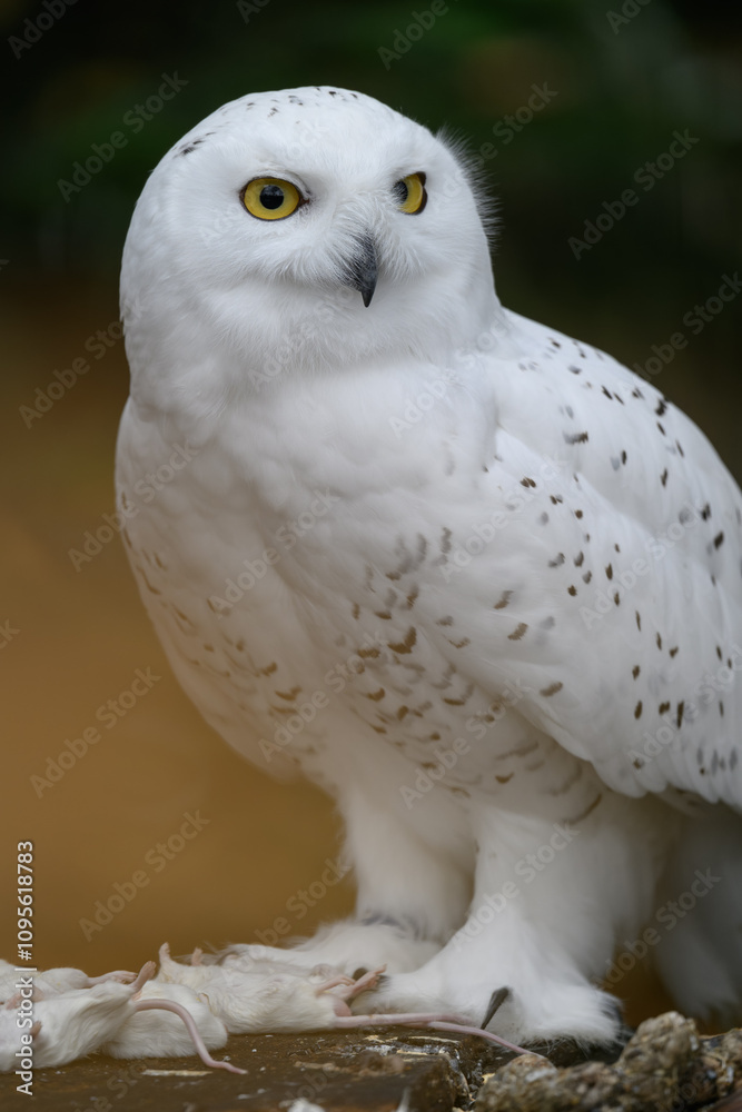 Snowy owl with a dead white mouse on a tree stump.
Snowy owl with a dead white mouse on a tree stump.