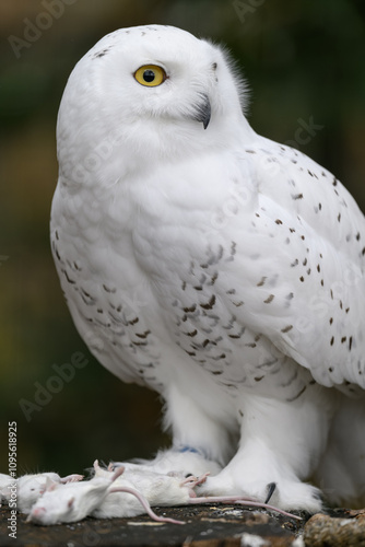 Snowy owl with a dead white mouse on a tree stump.
 photo