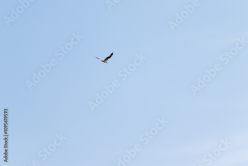 青空を飛ぶカモメ 