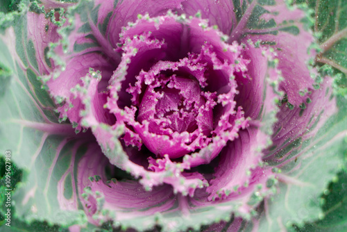 Colored leaves of ornamental cabbage. Crimson decorative cabbage.Ornamental kale.