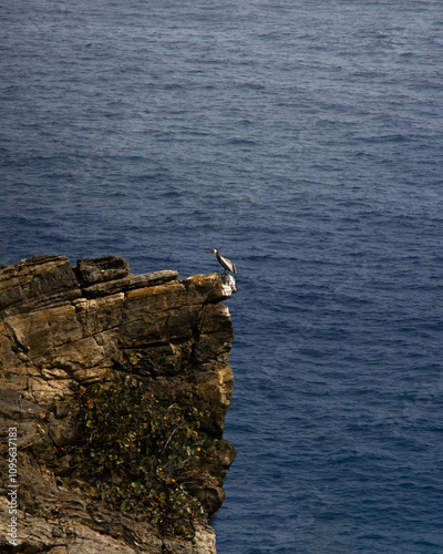 ave y mar