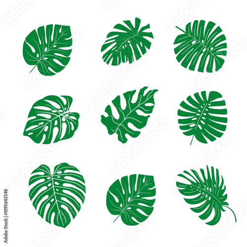 Monstera Leaf Vector Collection - Isolated and Stylish Tropical Illustrations