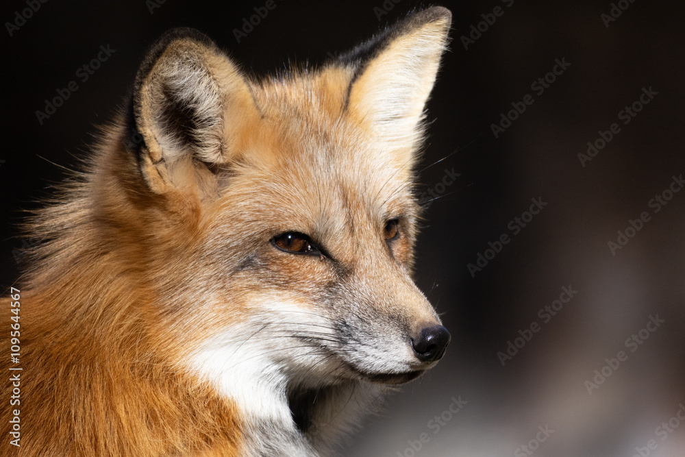 Fototapeta premium red fox portrait
