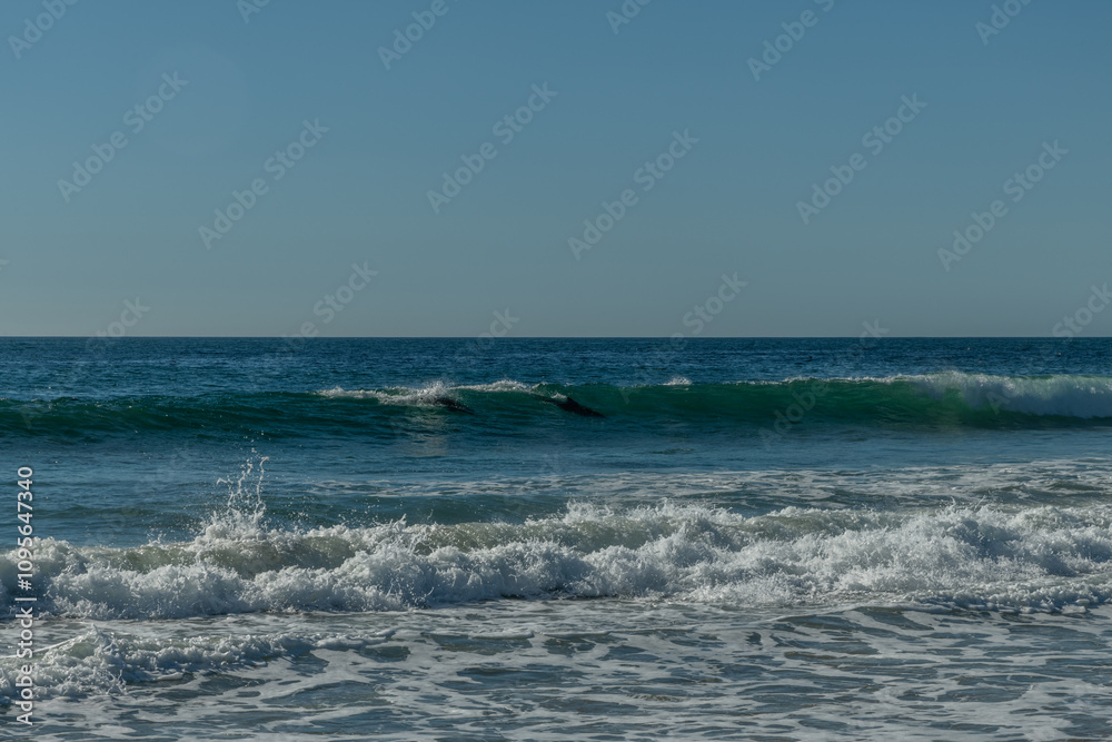 Scenic Zuma Beach vista in winter with two dolphins riding the wave, Malibu, Southern California